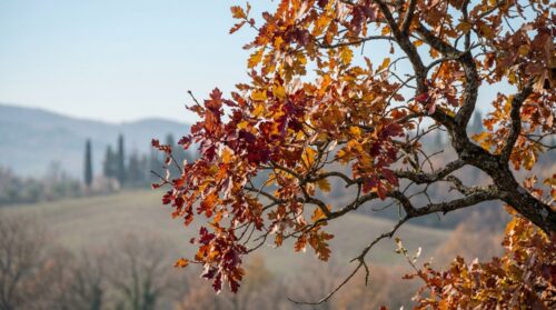 Da piantare prima della primavera: l’albero che colora l’inverno